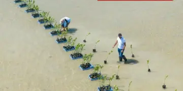 Red Sea Global’s big work in Saudi, 5,000 red mangrove saplings planted in Al Wazah Lagoon