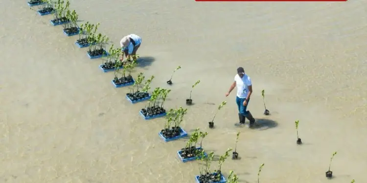 Red Sea Global’s big work in Saudi, 5,000 red mangrove saplings planted in Al Wazah Lagoon
