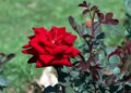 Rose Day: Rose is not just an expression of love, it is also a boon for health.