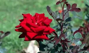 Rose Day: Rose is not just an expression of love, it is also a boon for health.