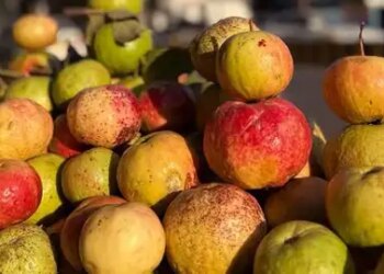 Sebia Guava: Helpful in strengthening the digestive system by increasing immunity.