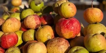 Sebia Guava: Helpful in strengthening the digestive system by increasing immunity.