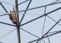 Son did not get bail… Woman climbed high tension tower; High voltage drama lasted for 8 hours