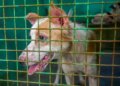 Tamil Nadu: Despite the Supreme Court's 8-week deadline, shifting of stray dogs slows down in Chennai, acute shortage of shelters