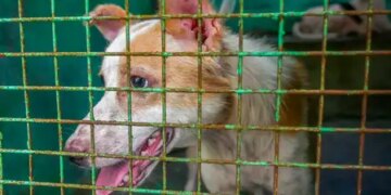 Tamil Nadu: Despite the Supreme Court's 8-week deadline, shifting of stray dogs slows down in Chennai, acute shortage of shelters