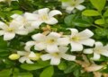 This plant that came from heaven has countless properties along with its fragrance, it will help in increasing sleep and digestion power.