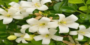 This plant that came from heaven has countless properties along with its fragrance, it will help in increasing sleep and digestion power.