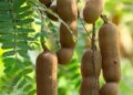 Treasure of taste and health: Tamarind is effective in weight control by strengthening the digestive system.
