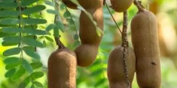 Treasure of taste and health: Tamarind is effective in weight control by strengthening the digestive system.