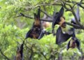 Woman dies of Nipah virus in Bangladesh, two cases found in India only two weeks ago