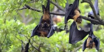 Woman dies of Nipah virus in Bangladesh, two cases found in India only two weeks ago
