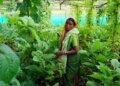 Agroecological homesteads boost women's income and nutrition in central India: Report