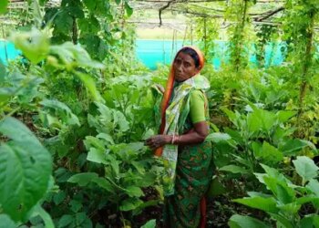 Agroecological homesteads boost women's income and nutrition in central India: Report