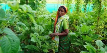 Agroecological homesteads boost women's income and nutrition in central India: Report