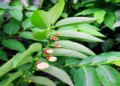 Ayurveda's multivitamin: Chakramuni plant is a boon for people suffering from vitamin deficiency.