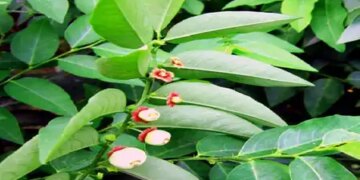 Ayurveda's multivitamin: Chakramuni plant is a boon for people suffering from vitamin deficiency.