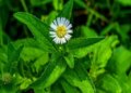 Bhringraj: Not only for hair, it is also helpful in balancing pitta and vata, know the benefits of its consumption.