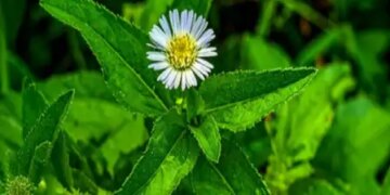 Bhringraj: Not only for hair, it is also helpful in balancing pitta and vata, know the benefits of its consumption.