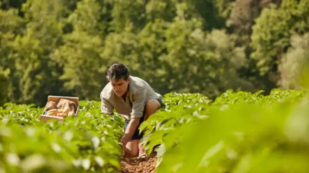 British farmer's 45 year old farming in trouble: 600 tonnes of potato crop still no buyer found