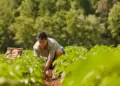 British farmer's 45 year old farming in trouble: 600 tonnes of potato crop still no buyer found