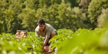 British farmer's 45 year old farming in trouble: 600 tonnes of potato crop still no buyer found