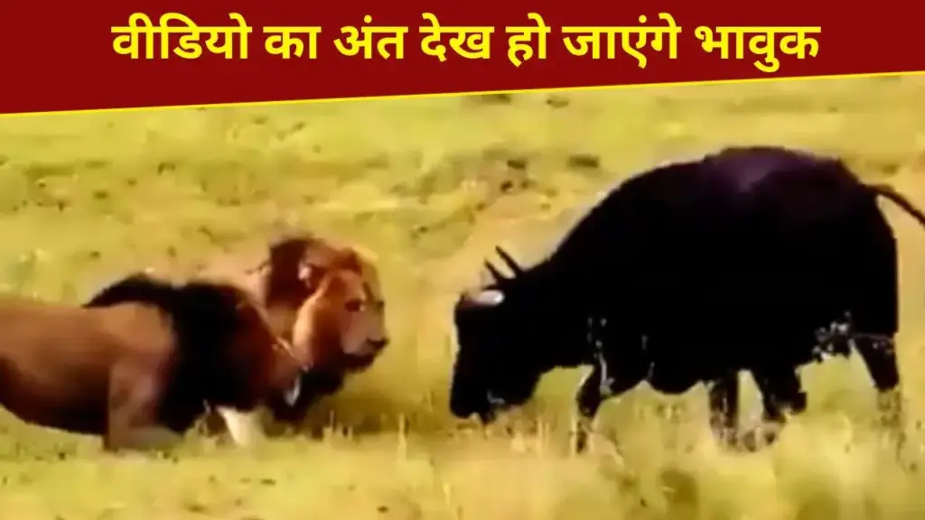 Buffalo clashed with lions to save the child, what happened next… you will get emotional after watching