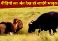 Buffalo clashed with lions to save the child, what happened next… you will get emotional after watching