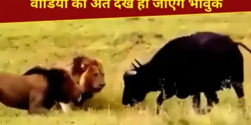 Buffalo clashed with lions to save the child, what happened next… you will get emotional after watching