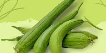 Consuming ridge gourd is beneficial in summer, if the stomach is clean then the body will remain hydrated.