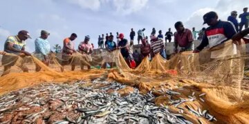 DPS device in Car Nicobar boosts fish production, improves nutrition level: Ministry