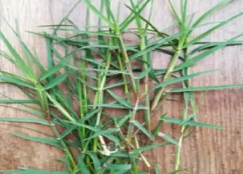 Doob grass is full of medicinal properties along with worship during Chaitra Navratri; Know the benefits of using