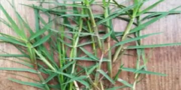 Doob grass is full of medicinal properties along with worship during Chaitra Navratri; Know the benefits of using