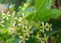 Effective in relieving heatwave and indigestion, 'Neem flower' is no less than a boon for health in summer.