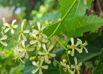 Effective in relieving heatwave and indigestion, 'Neem flower' is no less than a boon for health in summer.