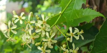 Effective in relieving heatwave and indigestion, 'Neem flower' is no less than a boon for health in summer.