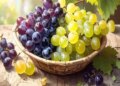 Green or black grapes, which are more nutritious? Know the medicinal benefits of both from Ayurveda