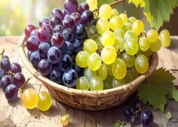 Green or black grapes, which are more nutritious? Know the medicinal benefits of both from Ayurveda