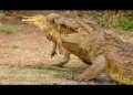 Horrific attack of a beast on a beast, people were stunned to see the scene of death on the river bank, watch the viral video here
