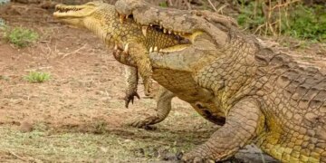Horrific attack of a beast on a beast, people were stunned to see the scene of death on the river bank, watch the viral video here
