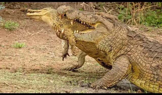 Horrific attack of a beast on a beast, people were stunned to see the scene of death on the river bank, watch the viral video here