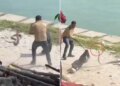 In Haridwar, I had to sweat to catch an angry cobra, as soon as I touched it, it showed such a 'furious look' that the guy retreated back.