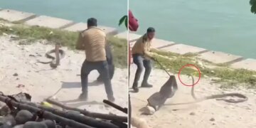 In Haridwar, I had to sweat to catch an angry cobra, as soon as I touched it, it showed such a 'furious look' that the guy retreated back.