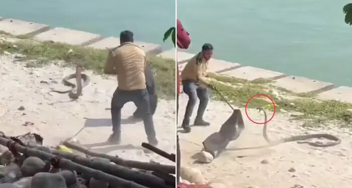 In Haridwar, I had to sweat to catch an angry cobra, as soon as I touched it, it showed such a 'furious look' that the guy retreated back.