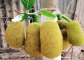 Jackfruit is an excellent source of fiber in summer, will give new strength to the heart.