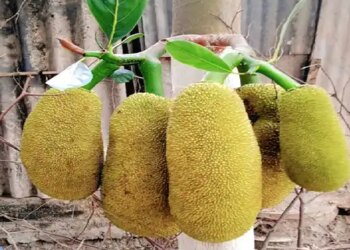 Jackfruit is an excellent source of fiber in summer, will give new strength to the heart.