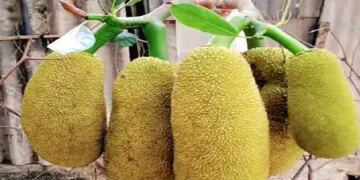 Jackfruit is an excellent source of fiber in summer, will give new strength to the heart.