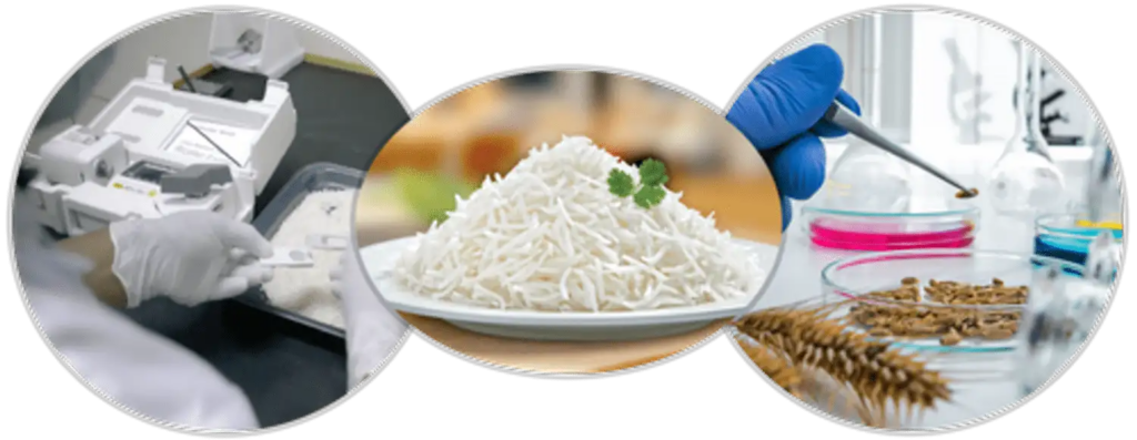 Lab-Made Rice: Now rice is being grown in the lab, know how different it is from normal rice and its advantages and disadvantages.