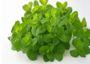 Mint will fill you with coolness in summer, will bring a big change in health.