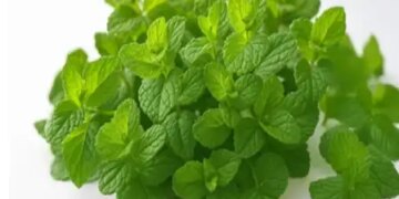 Mint will fill you with coolness in summer, will bring a big change in health.