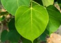 Peepal is not just a tree, know its religious importance, medicinal properties and environmental benefits here